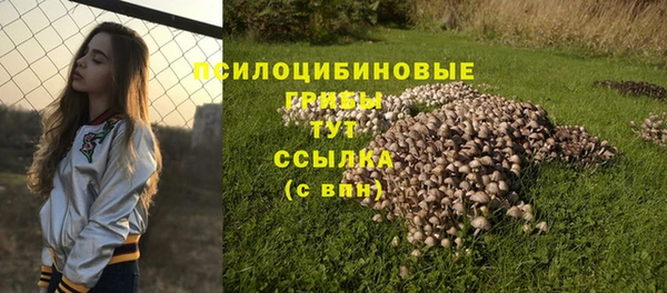 прущие грибы Горно-Алтайск